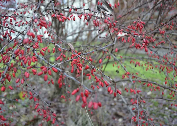 Trembita * Chust